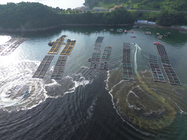 해상 가두리 양식장이 밀집한 통영시 산양읍 연안으로 검붉은 적조 띠가 몰려와 지자체와 어민들이 방제 작업을 벌이고 있다. 간장을 풀어 놓은 듯 검붉은색으로 몰든 게 적조 띠다. 부산일보DB