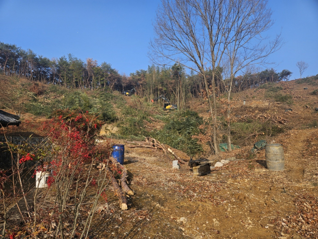 소나무재선충병 수종전환 사업이 진행중인 경남 밀양시 초동면 신호리 야산. 밀양시 제공