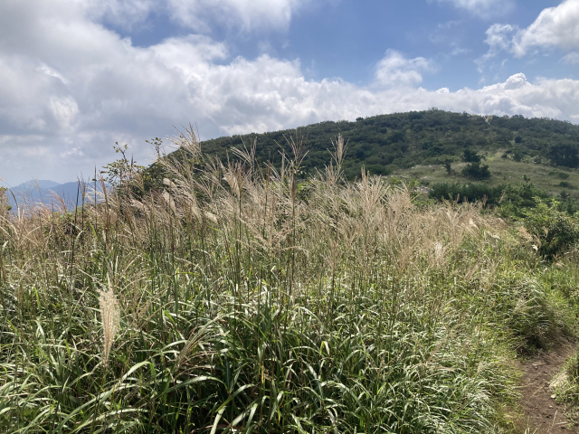 장군평전에 억새가 피며 가을을 알린다.