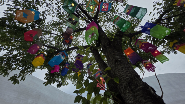 실크등 길은 50여 그루 가로수에 약 1300개 실크등이 설치된다. 김현우 기자