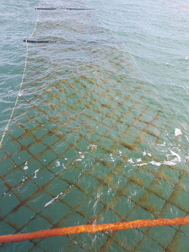 수협중앙회는 김 ‘황백화’ 피해 전용 양식수산물재해보험을 처음으로 출시하고 이달부터 판매에 돌입했다. 황백화란 해역에 존재하는 질소 영양염의 농도가 부족해 김의 성장이 저해되고 누렇게 변색되는 현상이다. 수협 제공