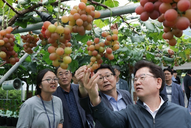 이승돈 농촌진흥청장은 12일 경기도 화성시 포도 스마트팜 선도 농가를 찾아 국내 육성 신품종 포도 재배 현황을 살펴봤다. 농촌진흥청 제공