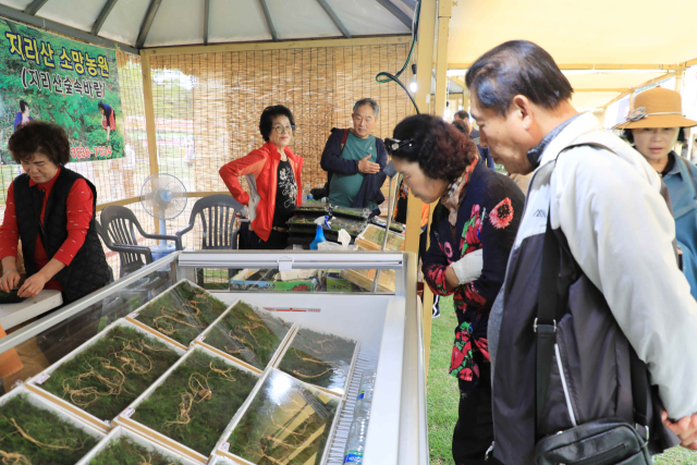 지난해 함양산삼축제 모습. 관람객들이 산양삼을 구경하고 있다. 함양군 제공
