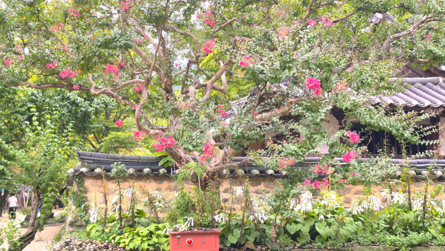 경북 김천시 직지사 경내에 활짝 핀 배롱나무꽃. 남태우 기자