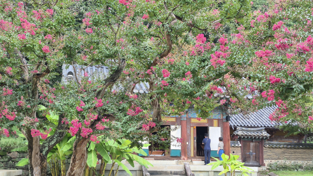 배롱나무꽃이 화사하게 핀 경북 김천시 직지사 사명각 앞에서 신도들이 절을 하고 있다. 남태우 기자