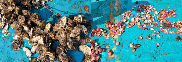 진해만을 중심으로 번진 산소부족 물덩어리로 인해 고성군 앞바다 굴, 가리비 양식장에서 폐사 피해가 발생했다. 알맹이는 사라지고 껍데기만 남은 굴과 가리비. 고성군 제공