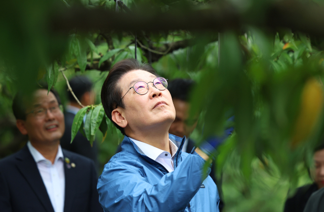 이재명 대통령이 16일 청년 농업인이 운영하는 세종시 전동면 조일농원에서 복숭아 가지치기를 체험하고 있다. 연합뉴스