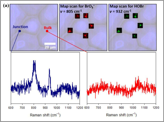 동결농축효과로 얼음결정 사이 준액체층에 브롬화학종이 농축되어 차아브롬산이 생성되는것을 저온유지 라만현미경 관측을 통해 확인함. 극지연구소 제공