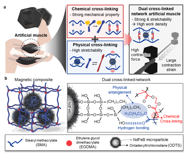 그림. 자기장을 가해서 움직일 수 있는 인공 근육의 내부 구조. (a) 인공근육은 화학적 가교(빨강)와 물리적 가교(파랑)를 동시에 갖는 이중 가교 구조로 만들어졌다. 화학적 가교는 강도를 높여주고, 물리적 가교는 잘 늘어날 수 있게 도와준다. 두 가지가 결합되면서 인공근육은 강하면서도 잘 늘어나 높은 작업 밀도를 낼 수 있다. 이렇게 만들어진 인공근육은 큰 힘을 내고 크게 수축하는 동작이 가능하다. (b) 열에 반응하는 고분자 안에 표면 처리된 NdFeB 자성 입자가 고르게 섞여 있는 구조로 되어 있다. 이 입자들은 고분자 사슬과 물리적 얽힘과 수소 결합을 형성해 물리적 가교망을 강화하며, 동시에 화학적 가교망과 함께 작동해 안정성과 신축성을 동시에 확보한다. UNIST 제공