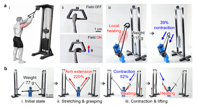그림. 로봇 팔 시스템을 통한 자기 인공근육의 동작 시연. (a) 로봇 팔 암풀다운 시연: (i) 목표 동작의 개략도, (ii) 자기장 인가 시 바(bar)를 잡는 자기 구동 동작, (iii) 국소 광열 수축을 통해 115 g 무게를 들어 올리며 39%의 변형 회복(strain recovery)을 달성한 모습. (b) 양측 구동 동작: 인공근육을 사전에 220%까지 신장시킨 후, 77g 하중 조건에서 광열 자극을 통해 수축을 유도해 52%의 변형 회복을 구현한 결과. UNIST 제공