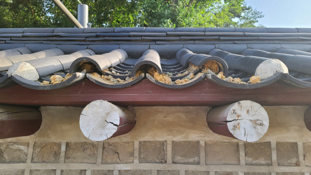 16일 국가유산청과 서울 혜화경찰서에 따르면 전날 종묘의 정문인 외대문에서 서순라길 방향으로 이어지는 외곽 담장의 기와가 떨어져 있거나 파손된 것으로 확인됐다. 사진은 기와 파손 모습. 연합뉴스