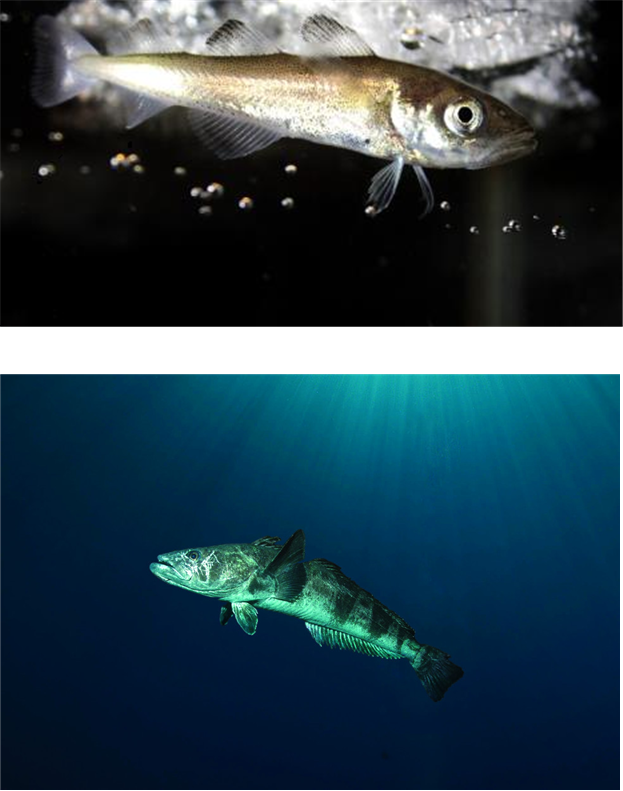 남극 어류 명칭 개선 예시. 위는 실버피쉬→ 남극은암치(외래어 개선), 아래는 비막치어·메로→파타고니아 이빨고기(혼용 명칭 개선). 극지연구소 제공