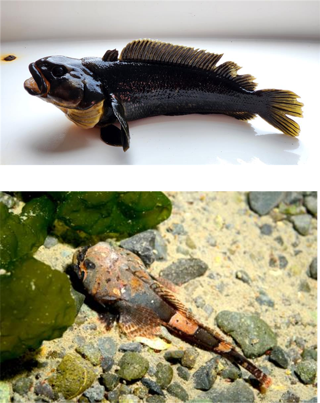 남극 어류 명칭 개선 예시. 위는 남극대구→검정돌치(혼용 명칭 개선), 아래는 Antarctic spiny plunderfish→남극가시얼음치(신규 명칭 부여). 극지연구소 제공