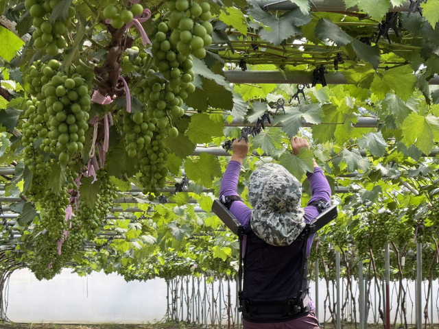 현대차·기아 로보틱스랩이 개발한 ‘엑스블 숄더’가 포도농장에서 활용되는 모습.현대차·기아 제공