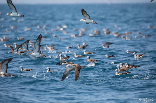 울산 방어진 앞바다에서 발견된 슴새 무리. 슴새는 가까운 시기 내 멸종위기에 처할 수 있는 상태여서 세계자연보전연맹 준위협종으로 뷴류돼 있다. 짹짹휴게소 제공