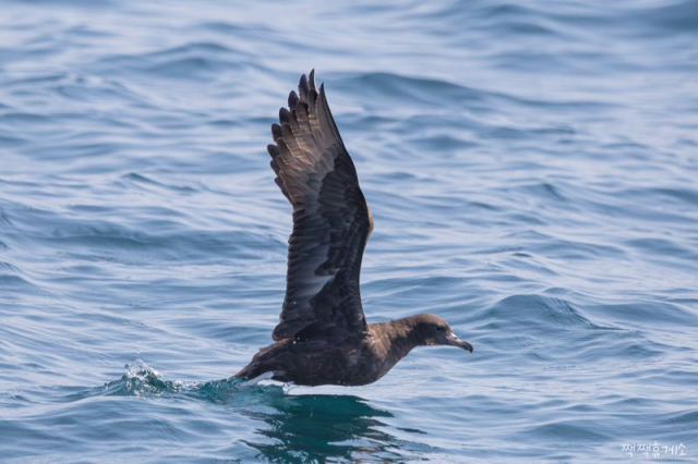 울산 방어진 앞바다에서 관찰된 붉은발슴새. 짹짹휴게소 제공