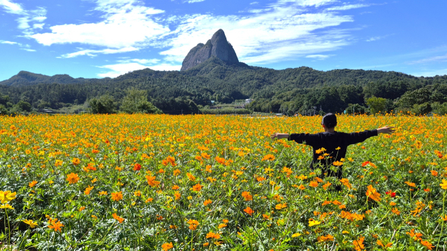 한 여행객이 푸른 하늘에 걸린 마이산을 배경으로 화사하게 피어난 노랑코스모스 꽃밭에서 양손을 벌리고 사진을 찍고 있다. 남태우 기자