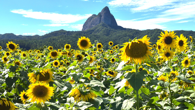 마이산을 등지고 고개를 돌린 채 햇볕을 바라보고 선 해바라기. 남태우 기자