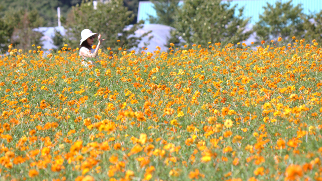 한 관람객이 진안농업기술센터 노랑코스모스 꽃밭에서 사진을 찍고 있다. 남태우 기자