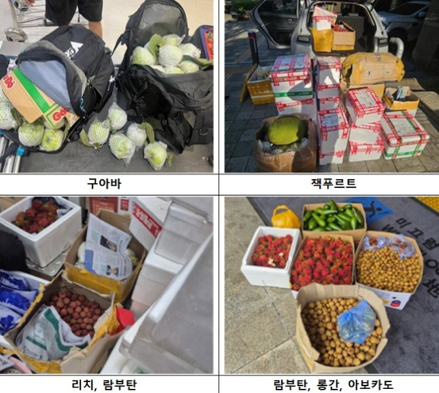 수입금지품 유통 현장에서 작발된 생과실류. 농림축산검역본부 제공