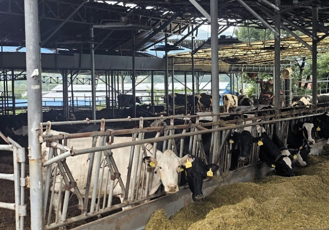 소똥을 커피찌꺼기와 혼합해 고체연료로 사용하는 실증사업이 진행되고 있다. 농진원 제공