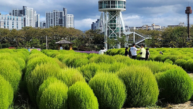 황산공원에 만발한 댑싸리 전경. 양산시 제공