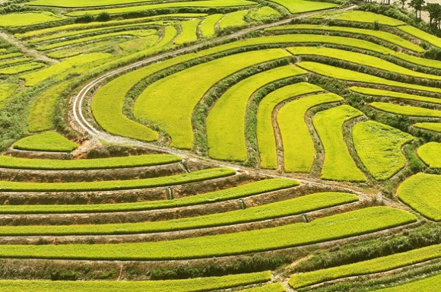 사진은 경기도 평택시 다랑이 논.(기사와 관련없음) 연합뉴스