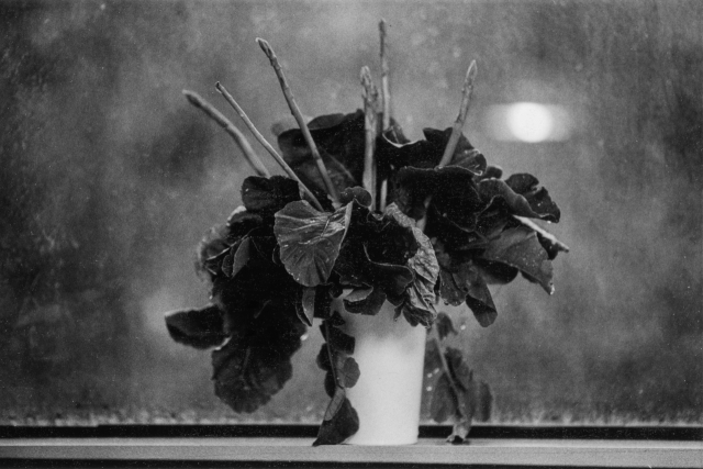 김주영 작품 '잎꽃'. 리빈갤러리 제공