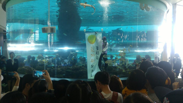 국립해양박물관에서 펼쳐지는 다이버 피딩쇼. 국립해양박물관 제공