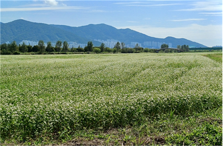 부산 삼락생태공원 철새먹이터 일원에 조성된 메밀꽃밭. 부산시 제공