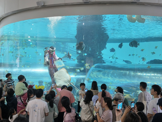 올해 추석 연휴 기간 국립해양박믈관에서 한복을 입은 다이버가 먹이를 주는 한복 피딩쇼를 펼쳐 보이고 있다. 국립해양박물관 제공