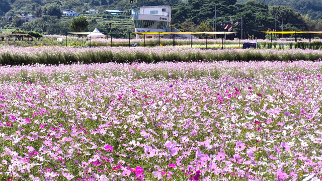경남 하동군 직전리에 코스모스가 활짝 피어 관람객을 기다리고 있다. 남태우 기자