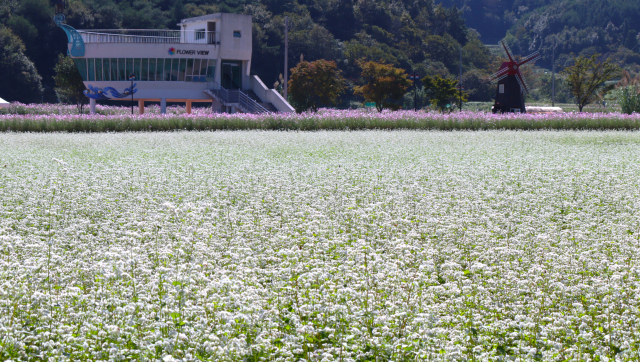 경남 하동군 직전리를 눈처럼 하얗게 덮은 메밀꽃. 남태우 기자