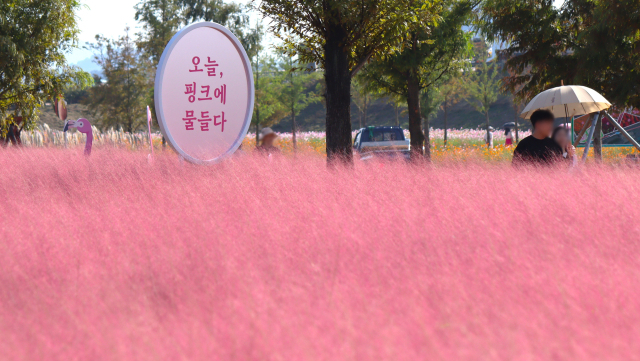 경남 의령군 호국의병의숲 친수공원을 분홍빛으로 뒤덮은 핑크뮬리. 남태우 기자