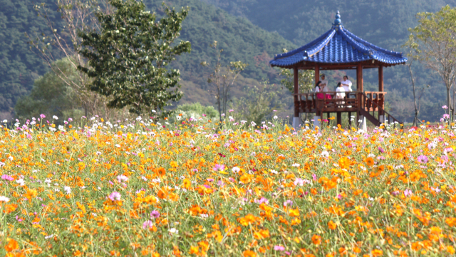 경남 의령군 호국의병의숲 친수공원에 코스모스와 노랑코스모스가 그림처럼 환하게 피어 있다. 남태우 기자