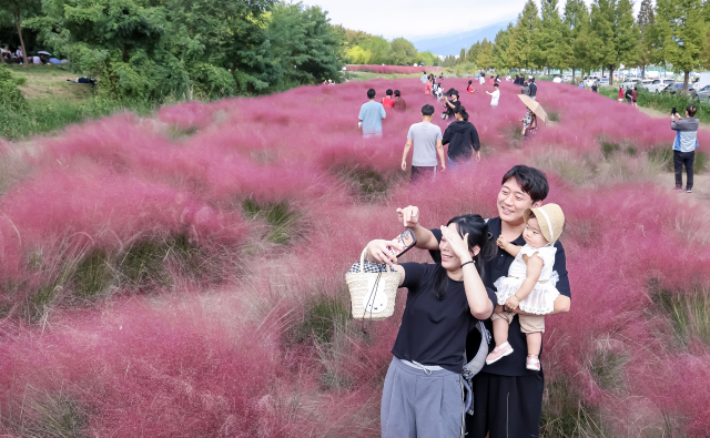 가을 날씨를 보인 12일 부산 강서구 대저생태공원을 찾은 시민들이 분홍빛으로 물든 핑크뮬리 단지에서 가을 정취를 만끽하고 있다. 김종진 기자 kjj1761@