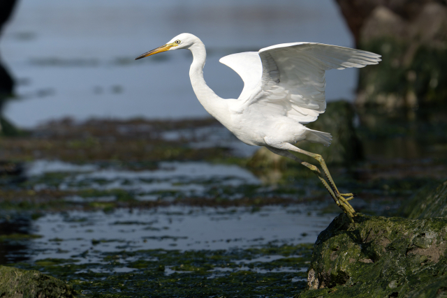 멸종위기야생생물 Ⅰ급이자 국제보호종인 ‘노랑부리백로’가 최근 울산 울주군 서생면 해안의 갯바위에서 날갯짓을 하며 날아오르고 있다. 조우진 새 통신원 제공