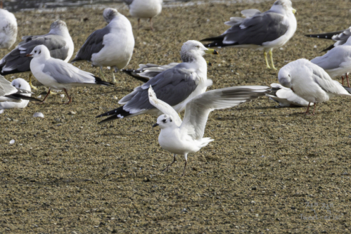 태화강 하구 모래톱에서 국제보호조로 지정된 검은머리갈매기 한 마리가 날갯짓을 하고 있다. 부산일보DB