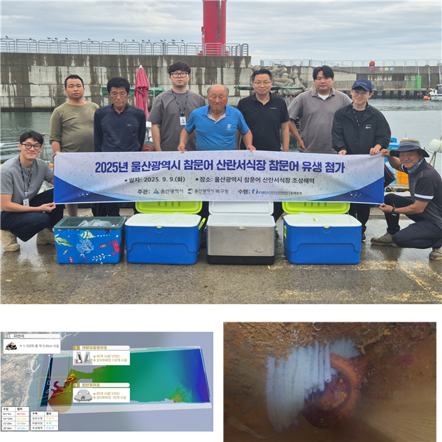 현장 사진(위)과 울산참문어 산란서식장 조성해역(하단 좌측), 울산참문어 산란서식장 참문어산란(하단 우측). 수산자원공단 제공