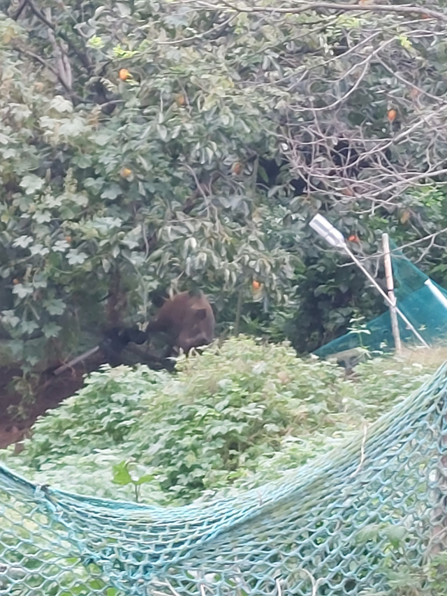 양산시 한 과수원에 설치한 그물에 멧돼지가 걸려 있다. 경남경찰청 제공