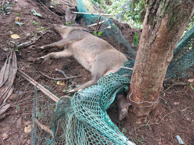 양산시 한 과수원에 설치한 그물에 걸린 멧돼지가 사살됐다. 경남경찰청 제공