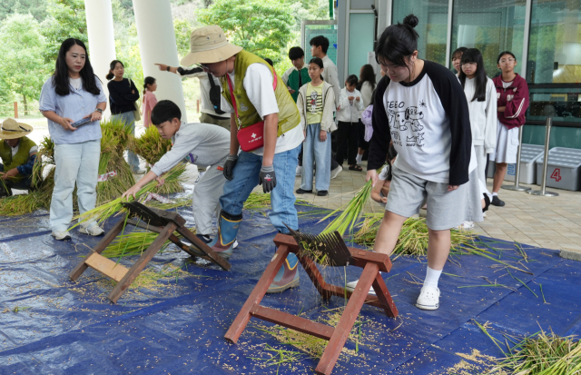 통영시지속가능발전교육재단은 지난 18일 세자트라숲 다랑논에서 전통 방식 추수·탈곡 체험을 진행했다. 사무국 제공