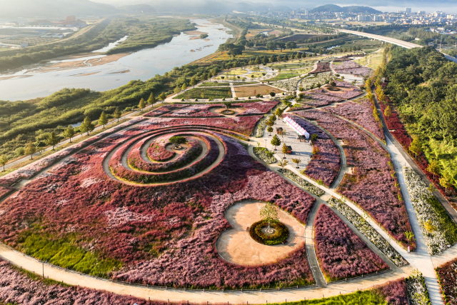 합천읍 황강변 신소양체육공원 전경. 핑크뮬리와 황화 코스모스, 구절초, 아스타국화가 어우러져 가을 정취를 더하고 있다. 합천군 제공