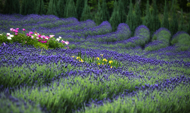 매년 5월이면 느티나무의사랑 농장은 라벤더로 가득 찬다. 느티나무의사랑 제공