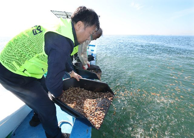 2023년 부산 강서구 가덕도 해안 일대에서 어민들이 개량조개 종묘를 방류하는 모습. 부산일보DB