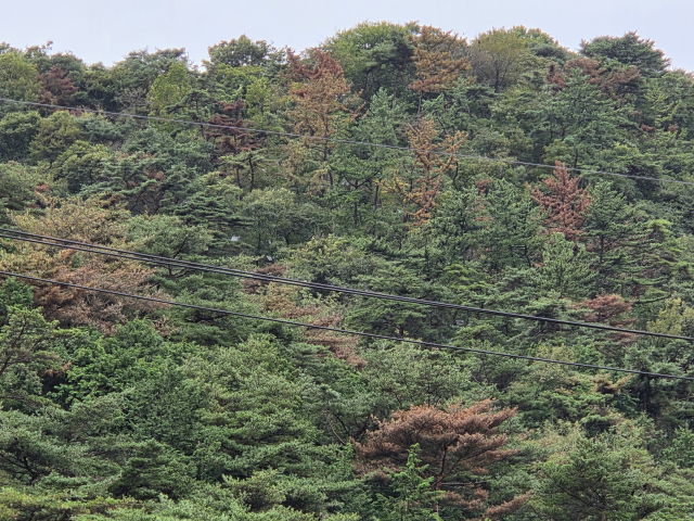 경남 진주시 문산읍 한 야산. 최근 소나무재선충병이 확산하면서 고사목이 늘고 있다. 김현우 기자