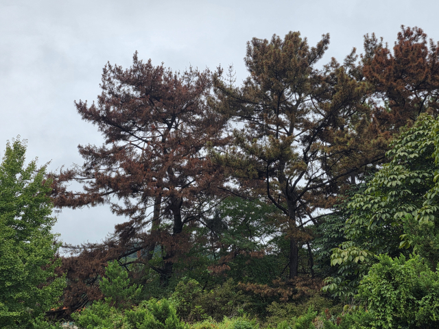 경남 지역 소나무재선충병 피해고사목은 5년 사이 5배가량 폭증했다. 김현우 기자