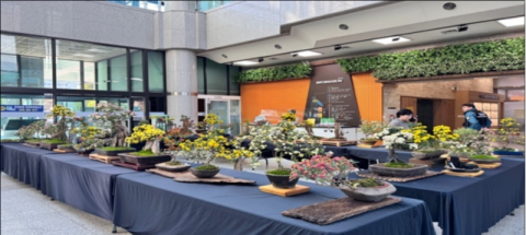 2024년 금정구청 1층 구민홀에서 개최된 국화분재 전시회.