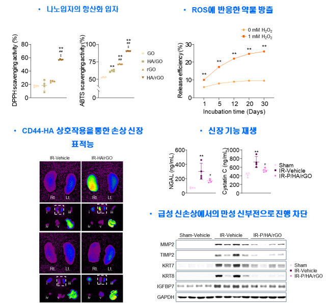그림. 나노입자의 항산화 특성, 약물 방출능, 동물 모델에서의 신장 표적능 및 신장 치료 효과. 제작된 나노입자의 DPPH, ABTS 래디컬에 대한 항산화능 증가가 확인됨. 산화스트레스 환경에서 반응하여 약물을 방출하는 특성을 보임. 신장 손상 동물 모델에 적용한 결과, 손상 신장 표적능, 신장 기능 재생(신기능 평가 지표 회복), 급성 신손상에서의 만성 신부전 진행 차단 효과가 확인됨. GIST 제공