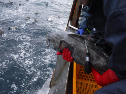 남서대서양 공해에 서식하는 파타고니아 이빨고기(메로). 국립수산과학원 제공
